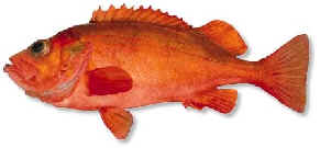 redfish1.jpg (5566 bytes)